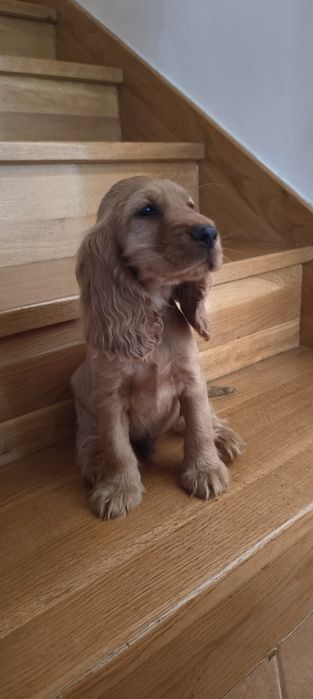 Szczeniaki Cocker Spaniel