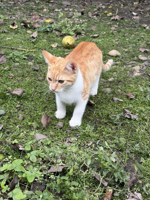 Віддам котиків у добрі руки
