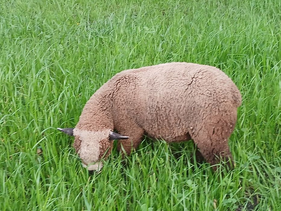 Casais jovens  Ile de France Preto(P3)