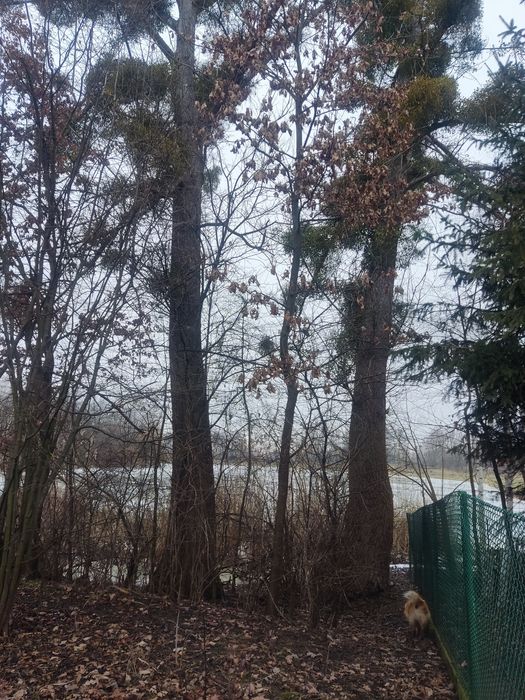 Topola na pniu 2 sztuki