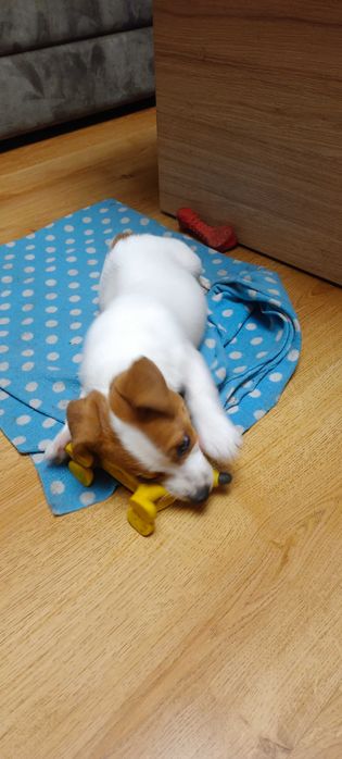 Jack Russell terrier -suczka