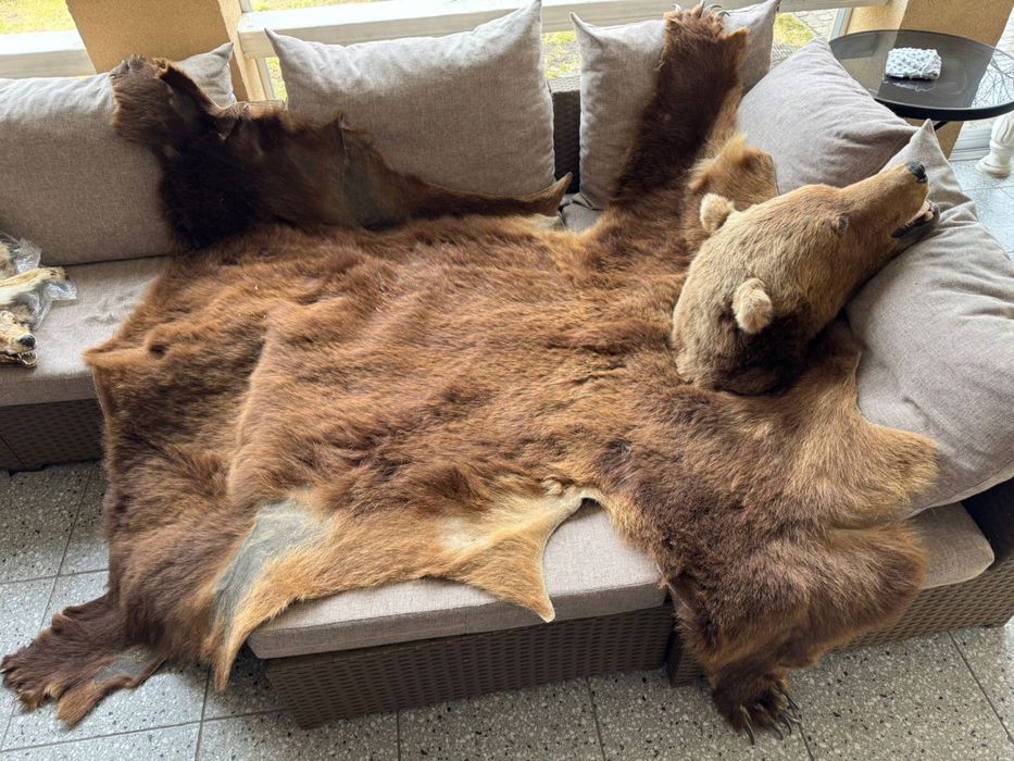 Продам шкуру ведмедя, 1,5м, голова вичищенна