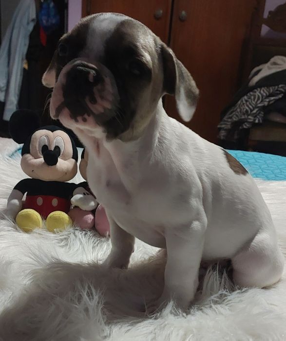 Bulldog francês menina