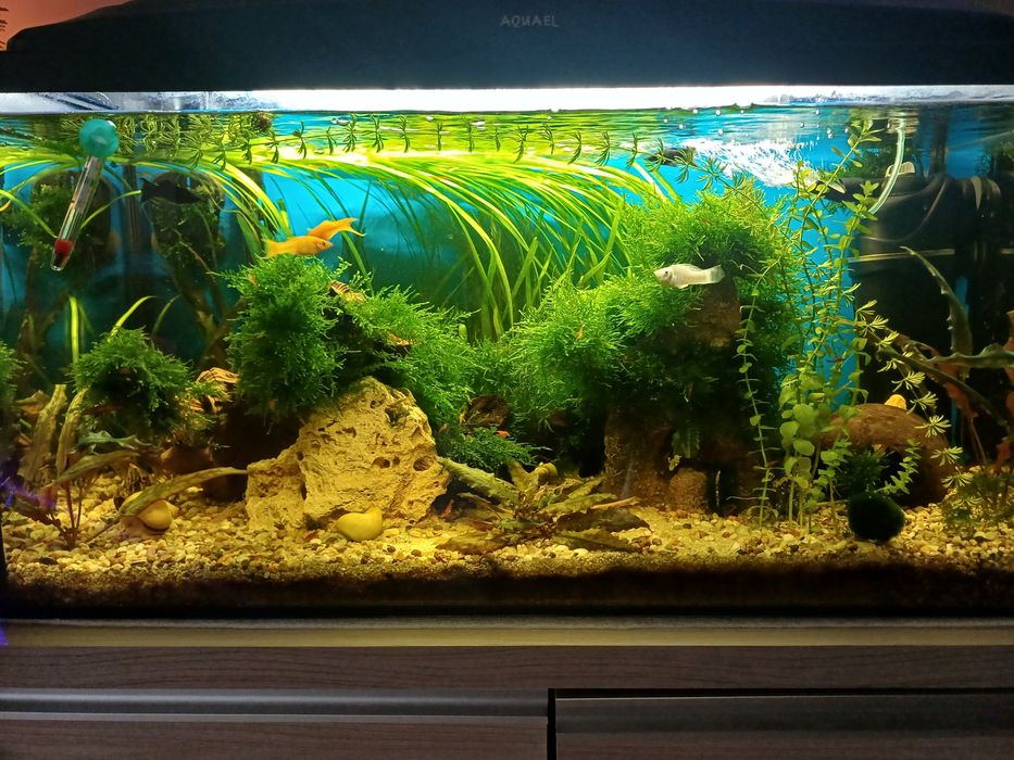 Sprzedam akwarium 120l