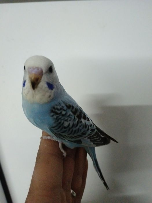Piriquitos domesticados turquoisine