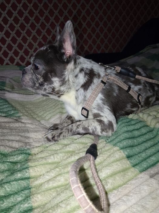 Французький бульдог дівчинка