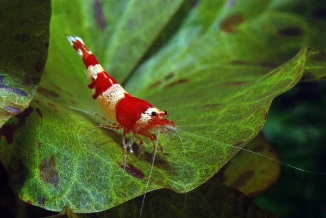Caridinas cristal red