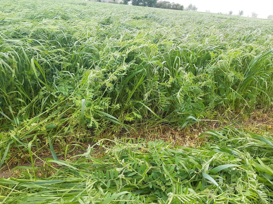 Mieszanka Gorzowska, jara/ozima, wyka, życica, inkarnatka.