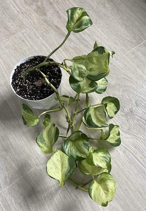 Епіпремнум тайський клон хепі ліф Happy leaf епипремнум