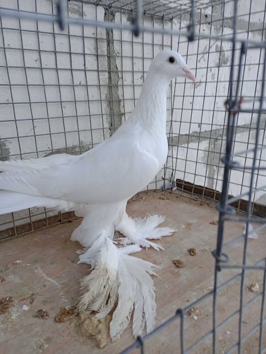 Gołębie bocian dolnośląski ozdobne