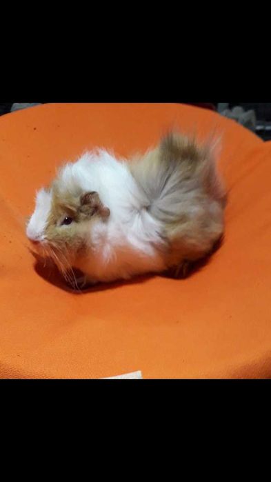 Морська свинка,  порода розетка.