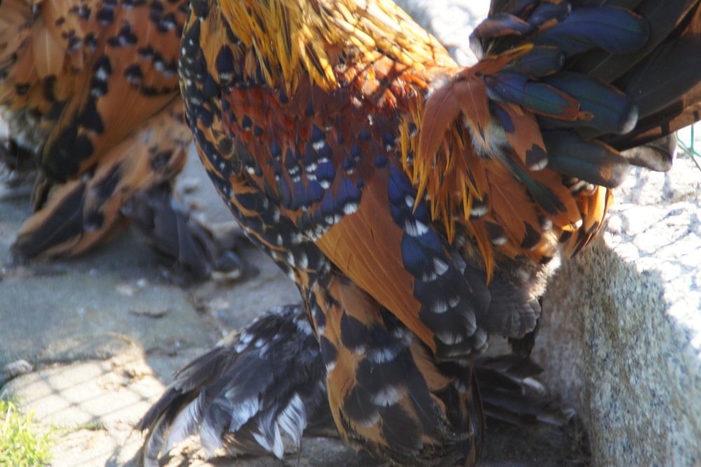 Kury ozdobne karzełek łapciaty