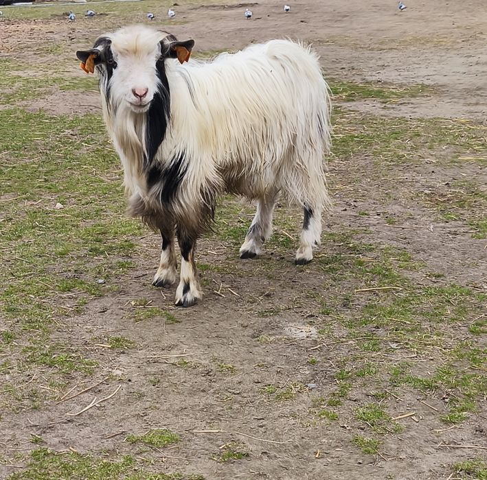 koziołek miniaturka