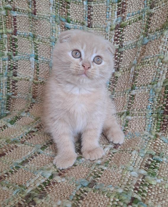 Шотландські кошенята