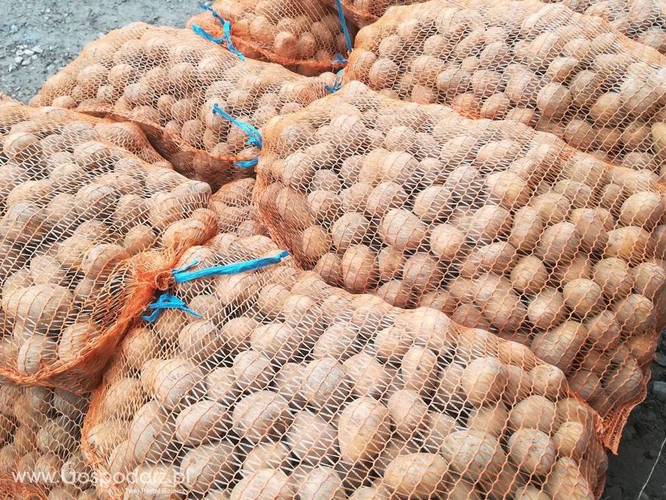 Ziemniak wielkości sadzeniaka 35-50 Gala, Baltic Rose