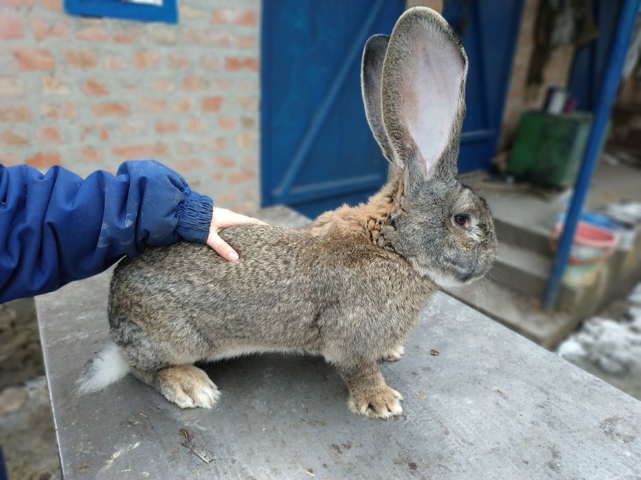 Продам Самок  Бельгийский Великан