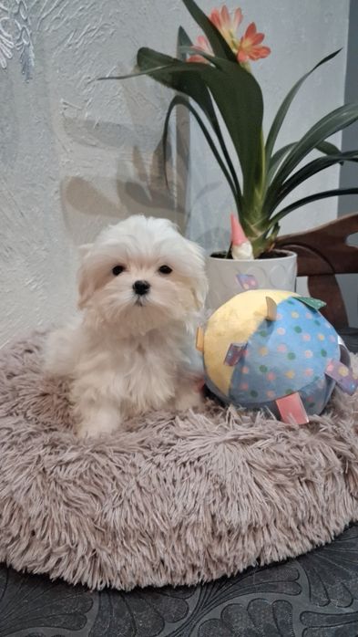 Chłopak  maltanczyk