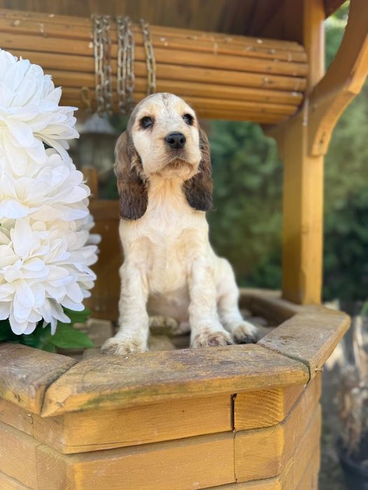 Cocker spaniel angielski sunia rodowód