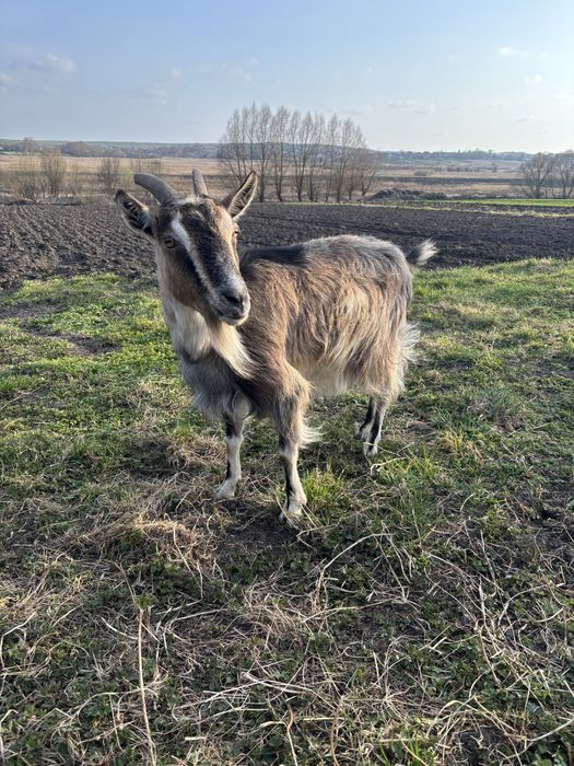 Продається коза дійна