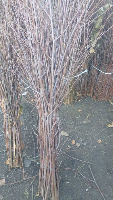 Продам, березові віники