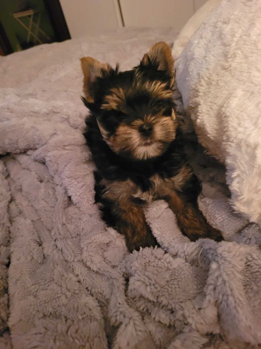 Piesek yorkshire piesek