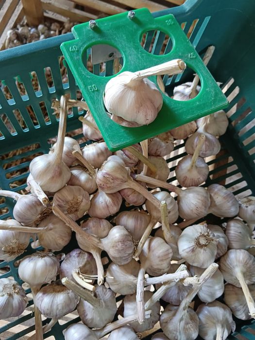 Czosnek Harnaś 80 sztuk 5,0 cm przesyłka olx Tanio!