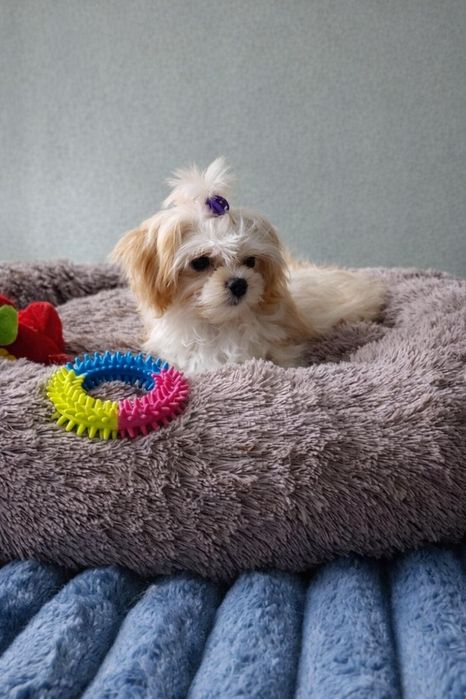 Продам цуценят мальтіпу