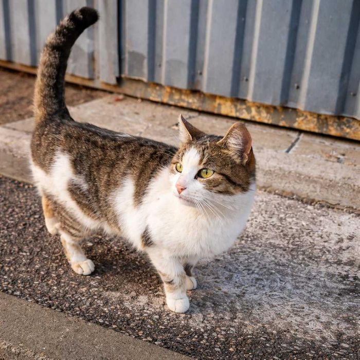 На вулиці гине маленька домашня кішечка!