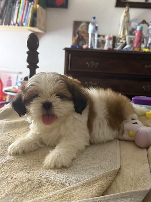 Shih-Tzu macho puro