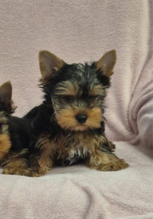 Yorkshire Terrier Mini