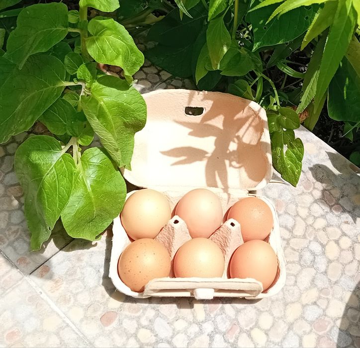 Ovos biológicos L/XL