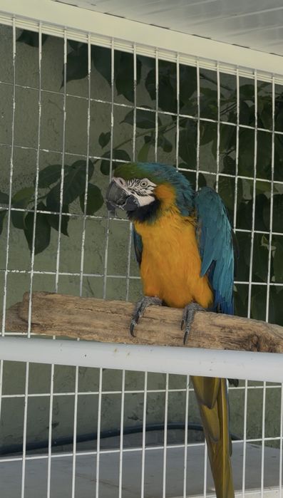 Arara Aruana Femea