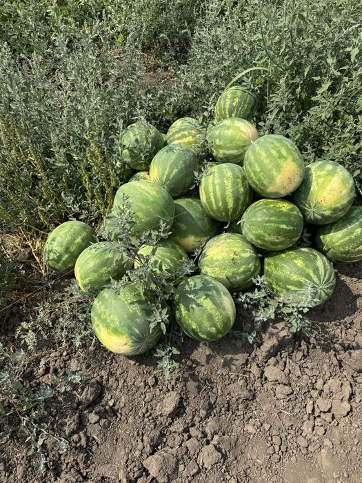 Продам Арбуз Нун Талисман