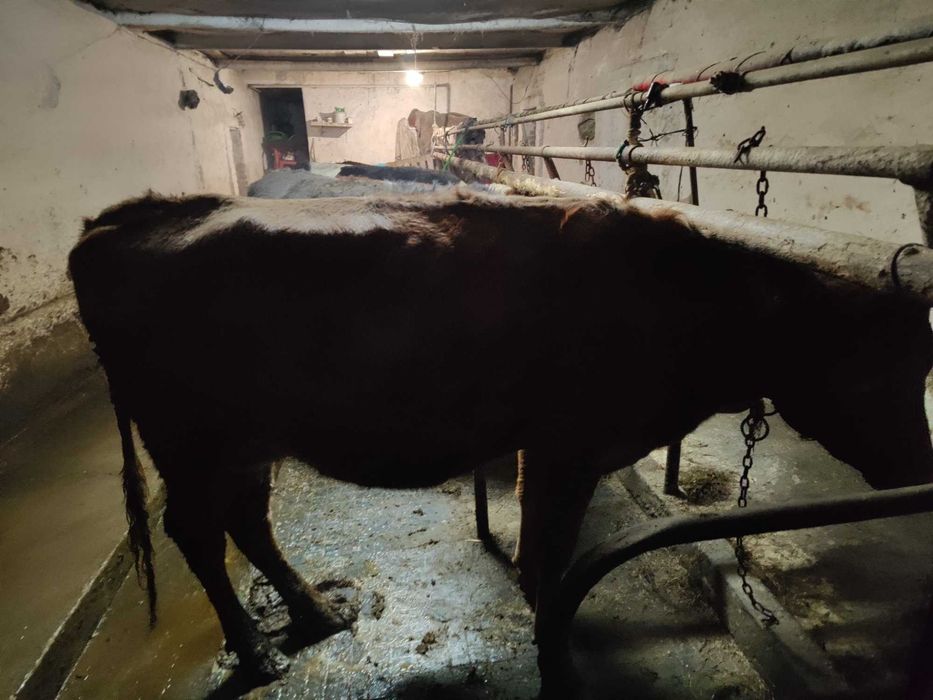 Krowa angus czerwony. Cielna 5 mięs. Kuzie • OLX.pl