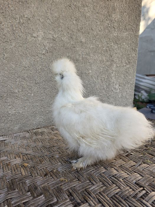 Курчата Кітайска Шовкова