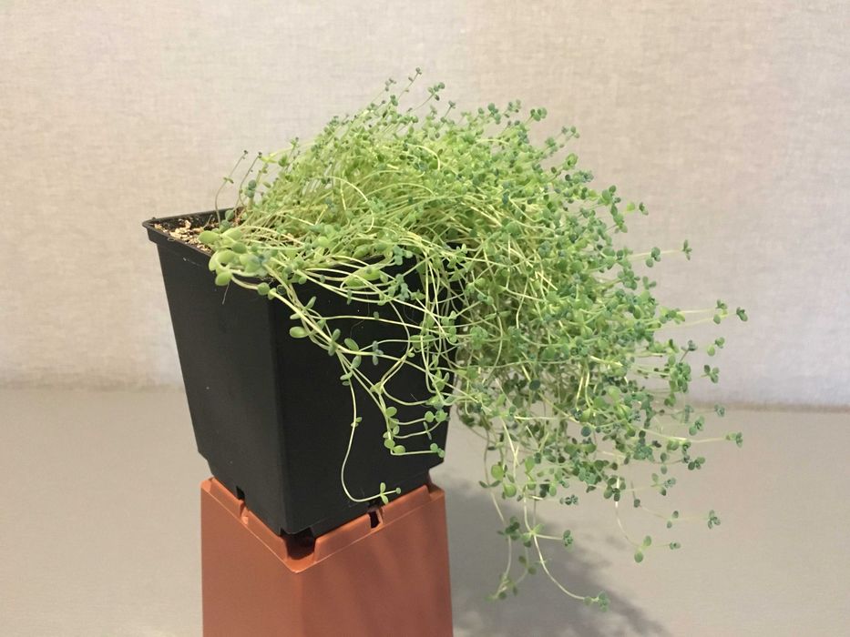 Очиток седум сукулент