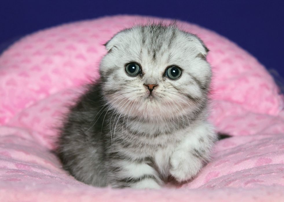 Шотландский мальчик