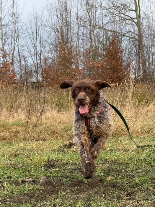 Wyżeł Brus czeka na pilny dom