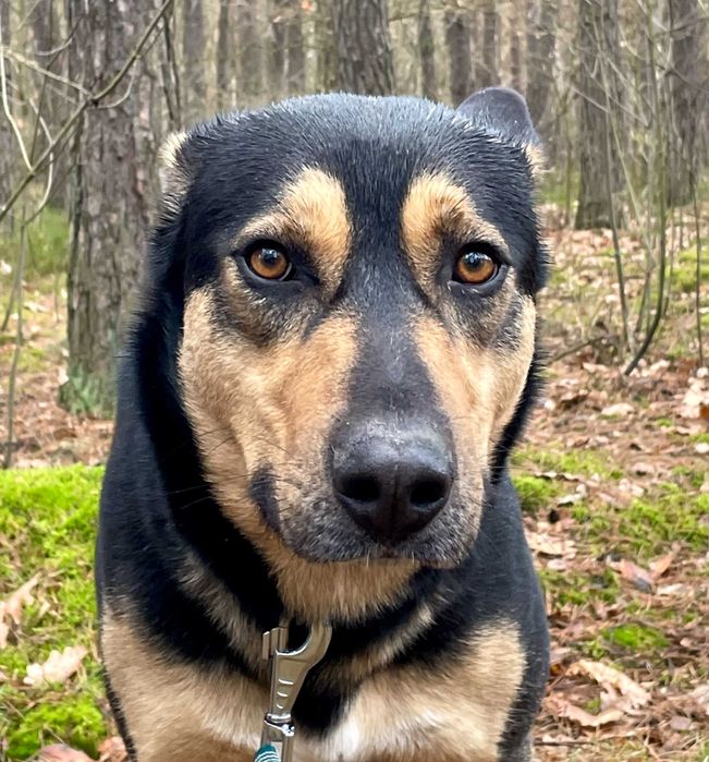 Wedel - 4-letni kumpel dla każdego!