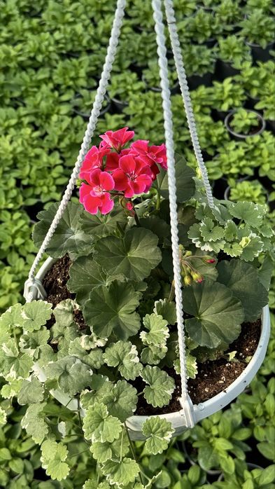 Пеларгонія, герань