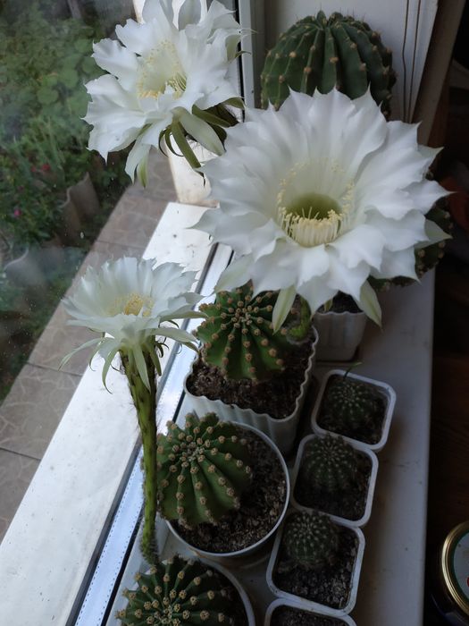 Кактуси ехінопсис білий і рожевий