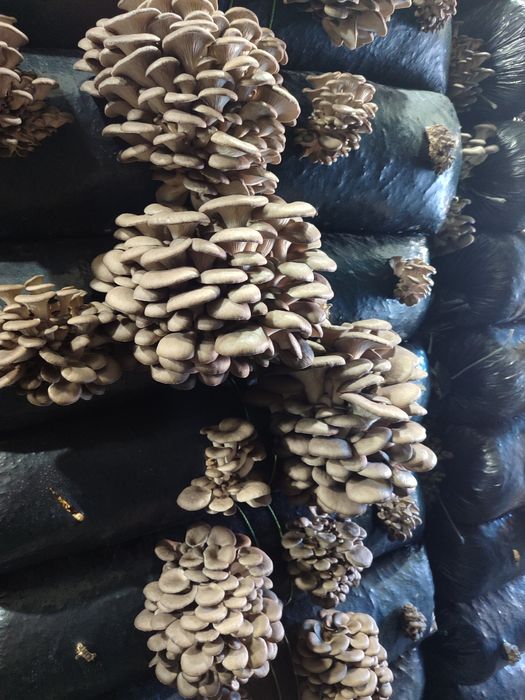 Грибные блоки вешенки