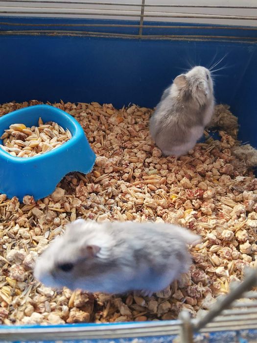 Джунгарский хомяк