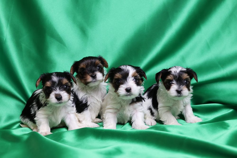 Міні бівер йорки