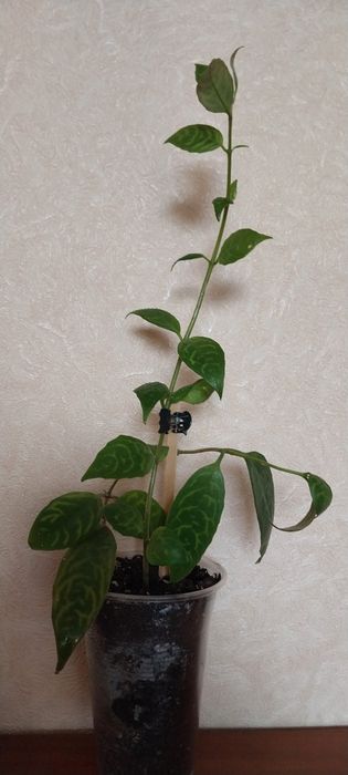 Комнатні квіти різні