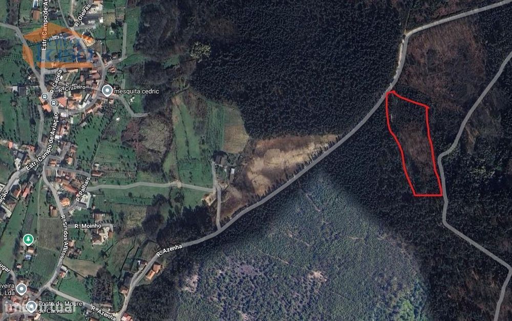 Pinhal em Fial, freguesia de Mundão — Mundão, Viseu