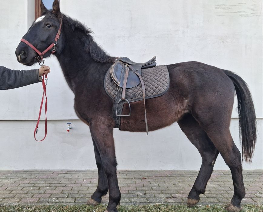Klacz śląska 2 lata