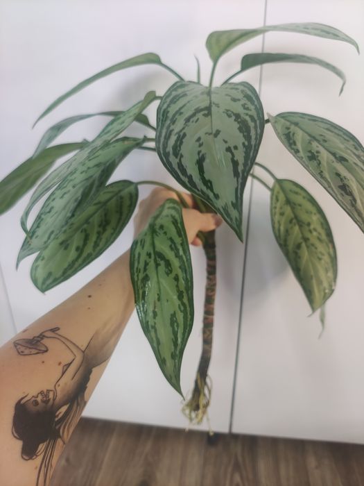 Aglaonema silver Queen