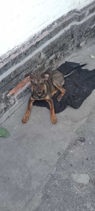 Кармен, стерилізована, один рік