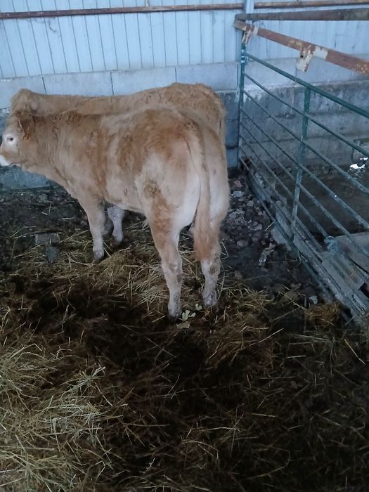 Venda de vitelos para engordar